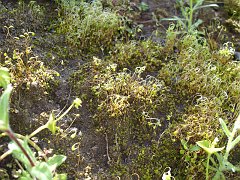 Plant division: Bryophyta